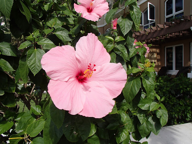 hibiscus