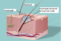 pori pori keringat