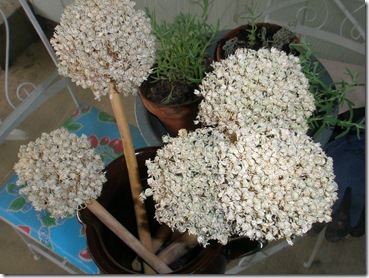 flowers 001