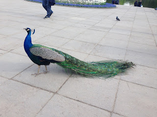 wild Peacock