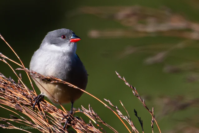 Swee Waxbill Kirstenbosch National Botanical Garden Vernon Chalmers Photography