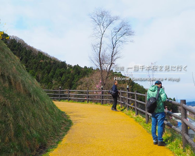 日帰りで宮城の一目千本桜を見に行ってきた