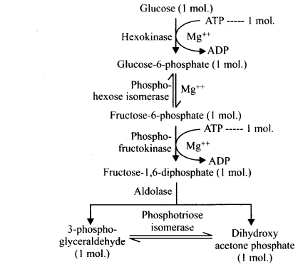 Solutions Class 11 Biology Chapter -14 (Respiration in Plants)
