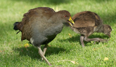 Tasmanian Native-hen (Tribonyx mortierii)