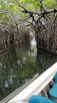 Mangroves