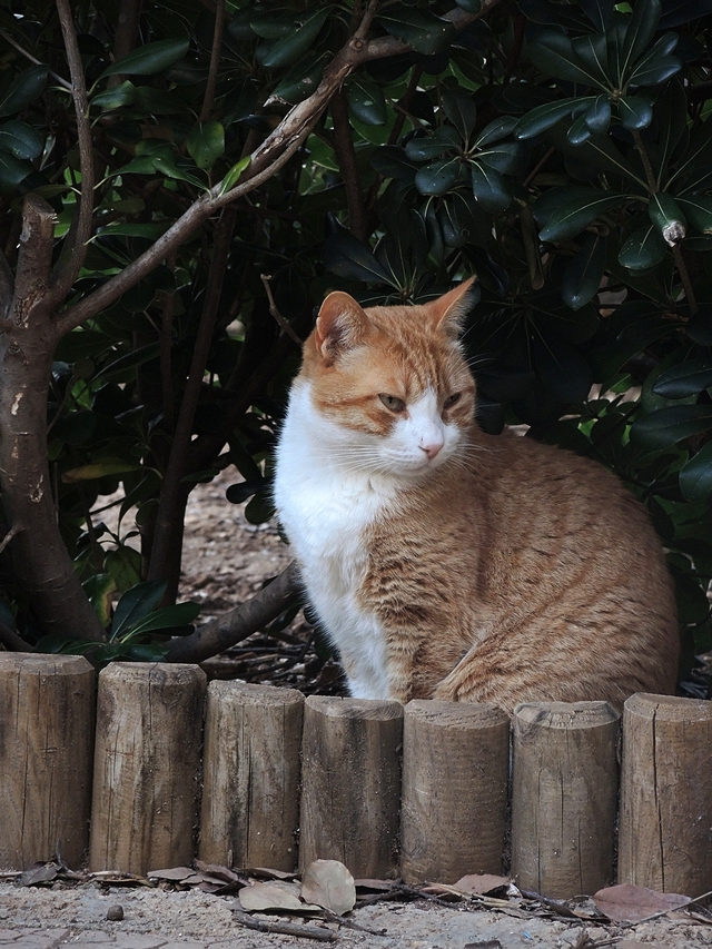 Malta: het kattenparkje in Sliema