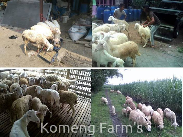 Peternakan kambing dan sapi