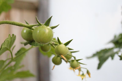 green-tomatoes