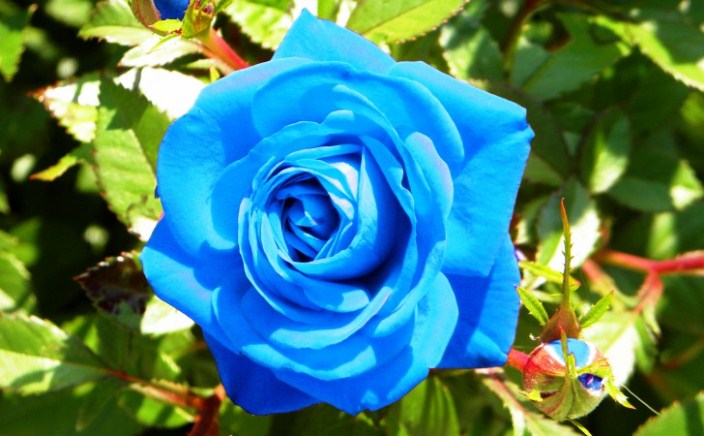 14 Gambar  Bunga  Mawar Biru  Atau Blue Roses Flower Yang Cantik