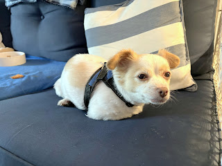 small dog sitting on couch