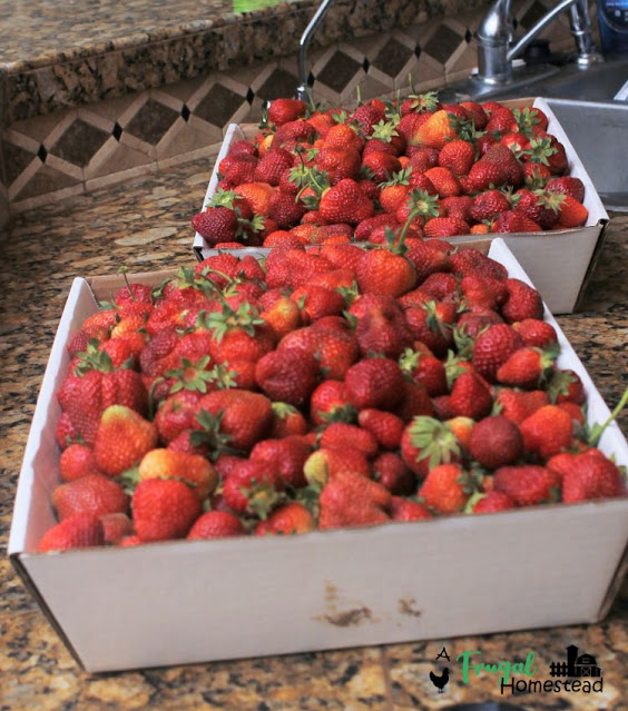 how do i freeze fresh strawberries