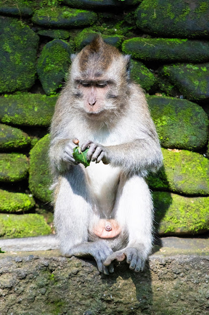 Scimmia nella Monkey forest-Ubud-Bali