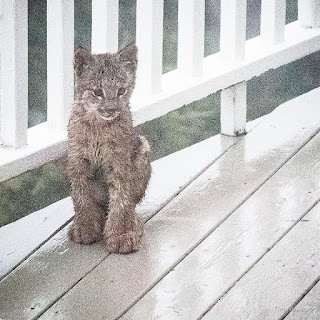 Hombre se despertó con un ruido extraño y no podría estar más sorprendido al ver a este grupo de felinos en la puerta de su hogar