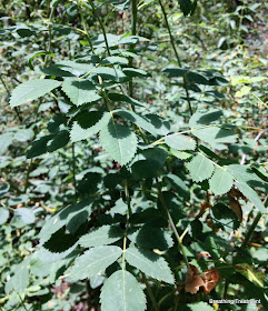 Rosa (perhaps R. californica or R. woodsii ssp. ultramontana): 