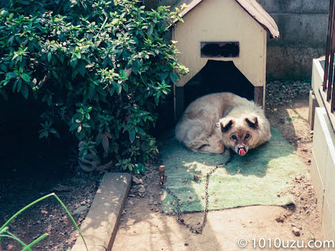 祖母宅のサツキと在りし日の犬