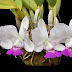 Cattleya walkeriana