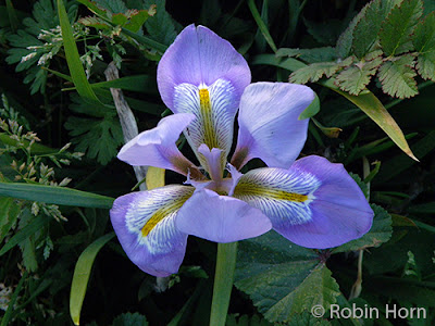 Showy Iris in Full Bloom