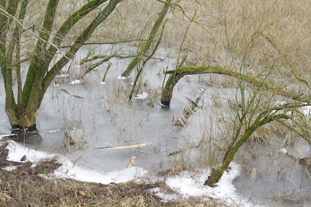 Postzegeltje natuur even buiten Herwen. Foto: Robert van der Kroft, 10 februari 2018