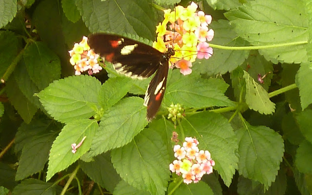  at Butterfly World Isle of Wight