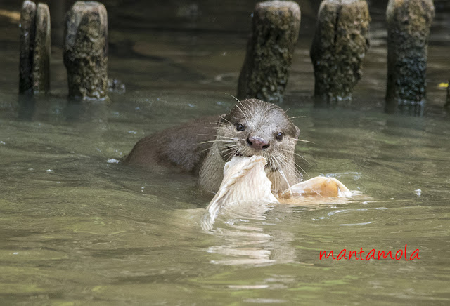 Singapore otters