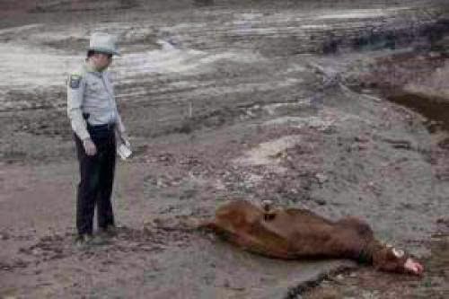 Mysterious Cow Mutilations Spur Alien Theories