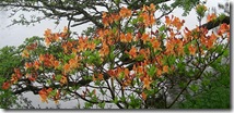 018 azaleas