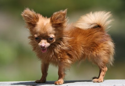 tiny dancerChihuahua smallest dog