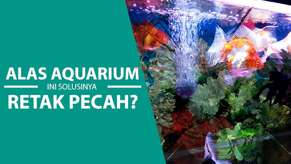 Alas Aquarium Pernah Retak, Pernah Pecah? Tidak Ingin Terulang Kembali? Ini Solusinya