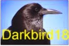 darkbird18.JPG