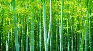 Bambusul: Simbol și semnificație