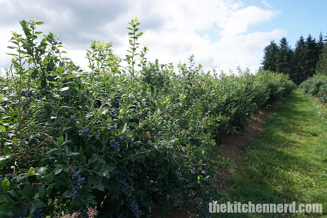 Krause Berry Farms & Estate Winery Blueberry Patch | The Kitchen Nerd