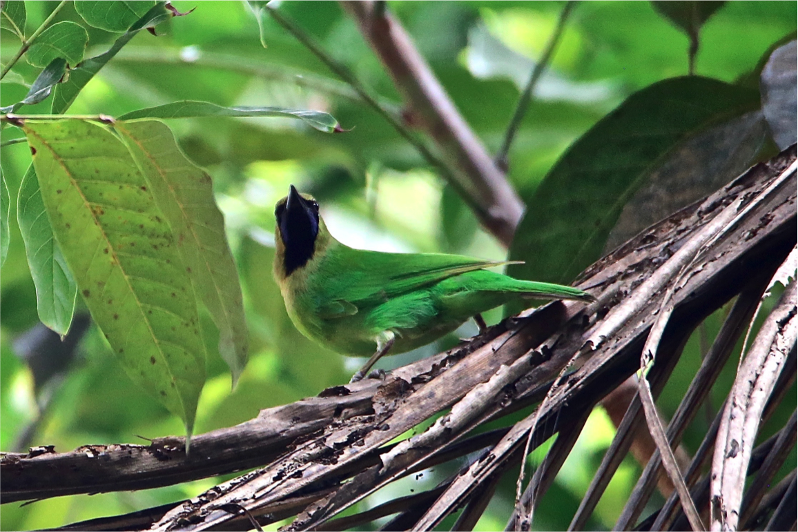 Jerdon's leafbird high resolution free