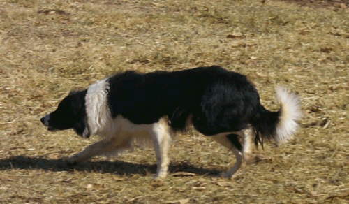 Stalker is a good name for a border collie