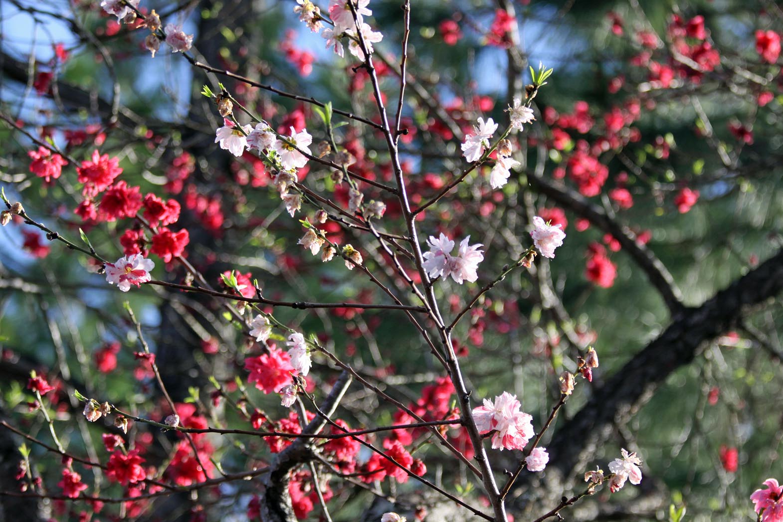 Southern Lagniappe The Glory Of A Peach Tree In Spring