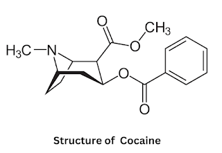 Structure of Cocaine