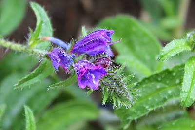 - - Echium angustifolium