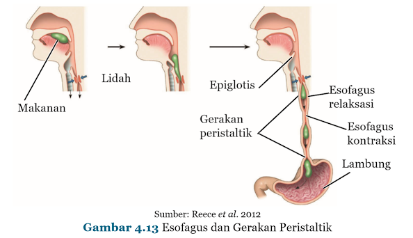 Gambar Esofagus dan Gerakan Peristaltik