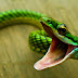 HD Snakes Photos Free Wallpapers Download