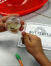 Butterfly life cycle activities and learning labs