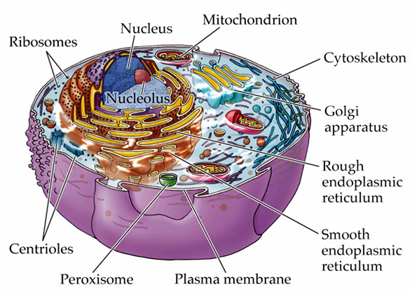 Mcq On Golgi Body Golgi Apparatus