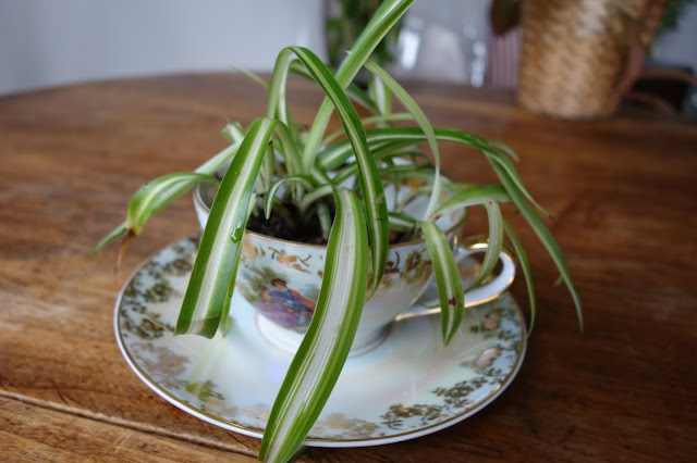 pot-de-fleurs-dans-tasse-DIY