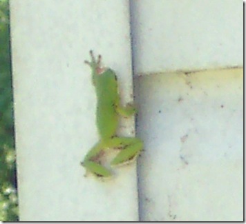 pollen and frog 005