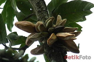 Pohon Mangga Berbuah Pisang