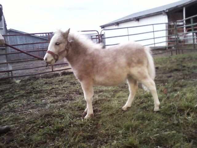 Cayenne - miniature horse colt