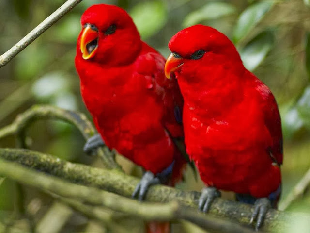 Beautiful Birds HD Wallpaper Free