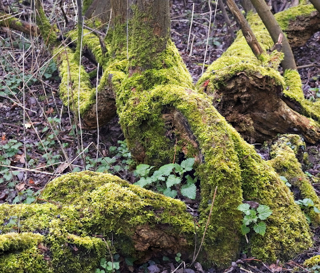 Moss covered fallen branches