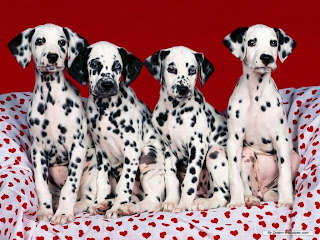 Dalmatian Dog Pictures