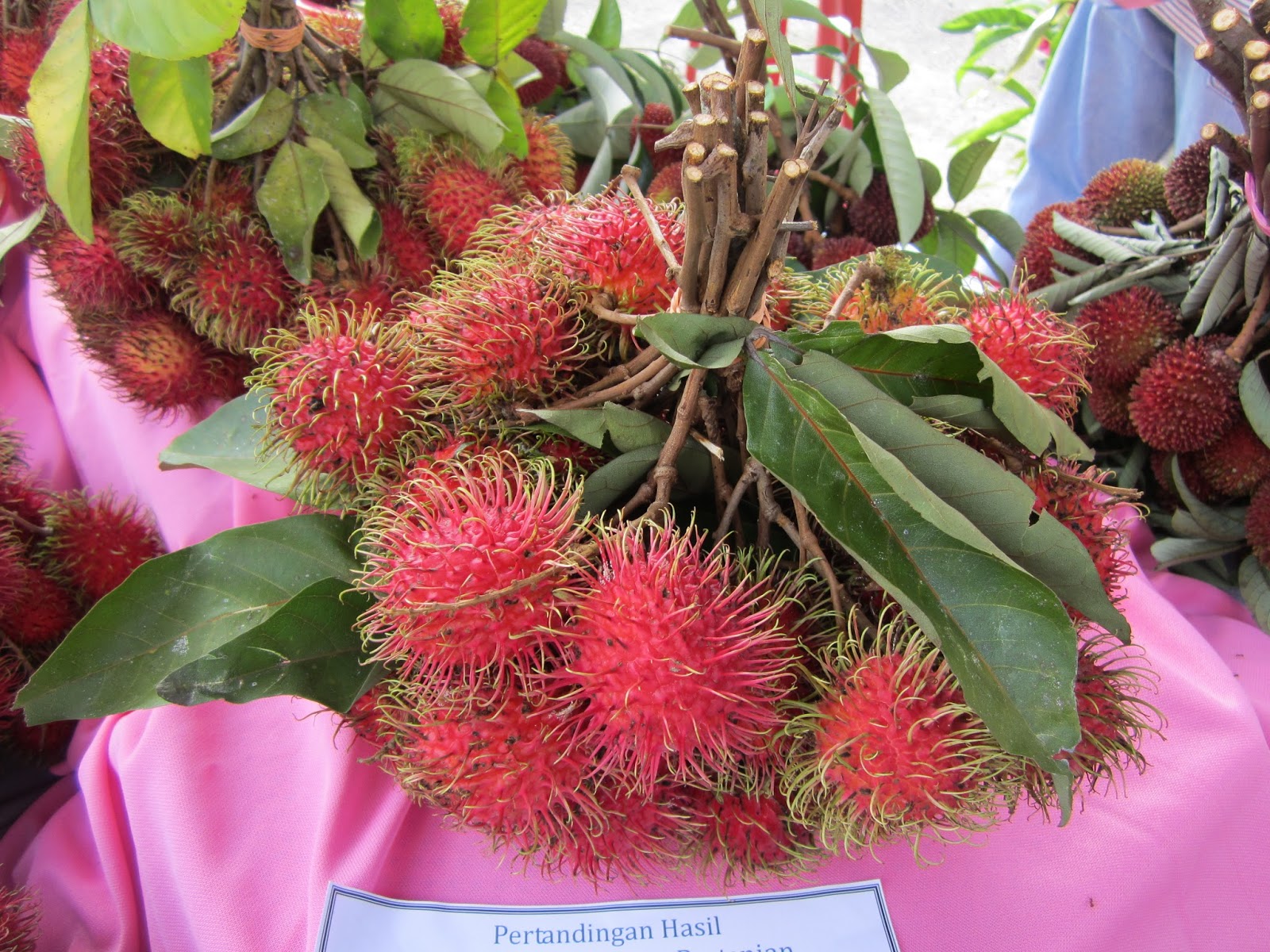 Koleksi Gambar  Pokok dan Tumbuhan Buah Rambutan 