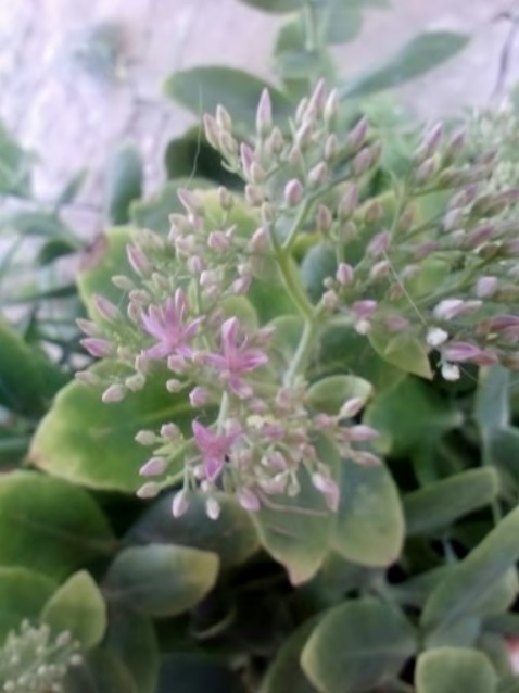 Jade plant pink flowers