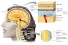 The meninges and cerebrospinal fluid